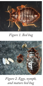 Kansas City Bed Bug Pest Control - Milberger Pest Control