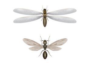 Termite-Control-Kansas-City-Milberger-Pest-Control