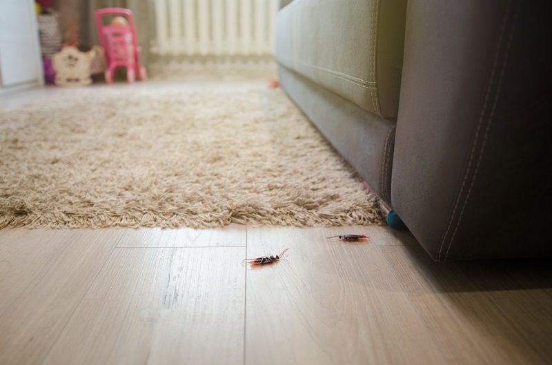 Dead cockroaches in an apartment house on the background of the