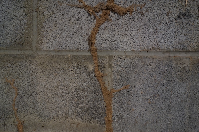 Termite mud tubes on a concrete wall, the tunnels are used to connect the colony to a wood food source